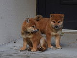 À réserver : trois chiots Shiba Inu LOF