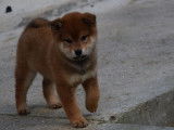 À réserver : trois chiots Shiba Inu LOF
