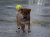 À réserver : trois chiots Shiba Inu LOF