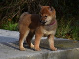 À réserver : trois chiots Shiba Inu LOF