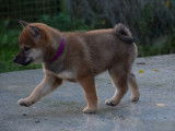 À réserver : trois chiots Shiba Inu LOF