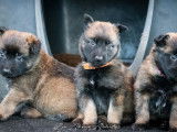 À acheter : trois chiots Bergers Belges Tervueren LOF