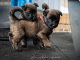 À acheter : trois chiots Bergers Belges Tervueren LOF