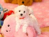 4 chiots Bichons Frisés LOF disponibles à la vente