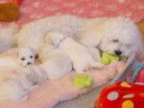 4 chiots Bichons Frisés LOF disponibles à la vente
