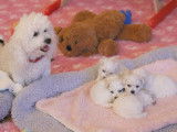 4 chiots Bichons Frisés LOF disponibles à la vente