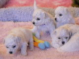 4 chiots Bichons Frisés LOF disponibles à la vente