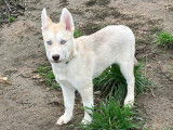 Ulis, chiot Husky Sibérien à vendre
