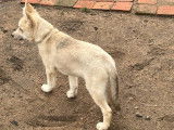Ulis, chiot Husky Sibérien à vendre