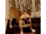 Mâle Bouledogue Français pour saillie