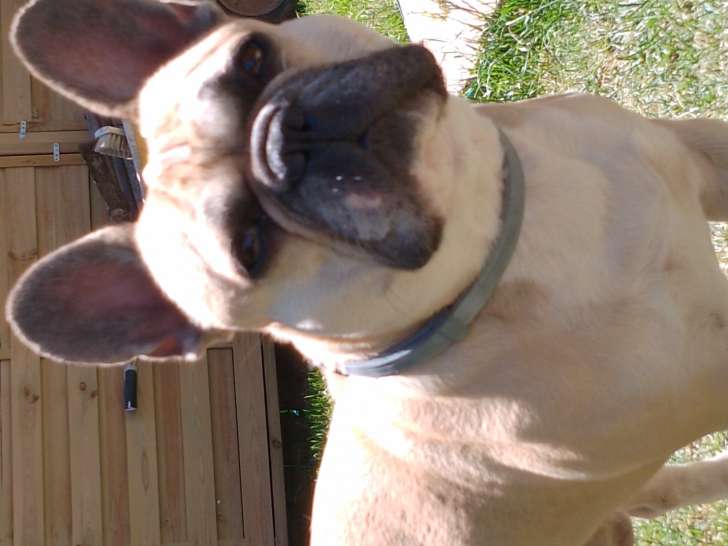 Mâle Bouledogue Français pour saillie