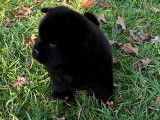 Magnifiques chiots Chow Chow LOF à vendre