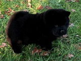 Magnifiques chiots Chow Chow LOF à vendre