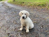 &Agrave; vendre : 6 chiots Golden Retrievers LOF, d&rsquo;ao&ucirc;t 2023