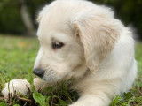 &Agrave; vendre : 6 chiots Golden Retrievers LOF, d&rsquo;ao&ucirc;t 2023