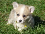 Chiot femelle Welsh Corgi Pembroke à vendre