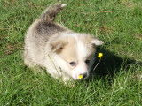 Chiot femelle Welsh Corgi Pembroke à vendre