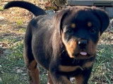 Chiot femelle Rottweiler noir et feu LOF disponible à la vente