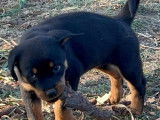 Chiot femelle Rottweiler noir et feu LOF disponible à la vente