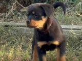 Chiot femelle Rottweiler noir et feu LOF disponible à la vente