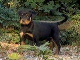 Chiot femelle Rottweiler noir et feu LOF disponible à la vente