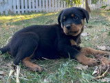 Chiot femelle Rottweiler noir et feu LOF disponible à la vente