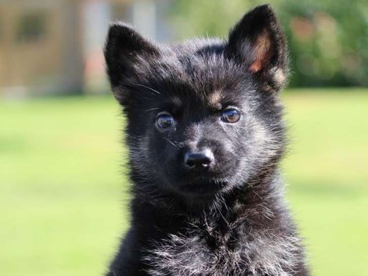 Trois chiots Bergers Allemands noirs disponibles à la vente