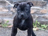 Chiot m&acirc;le Staffie noir LOF disponible &agrave; l'achat