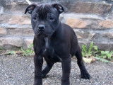 Chiot m&acirc;le Staffie noir LOF disponible &agrave; l'achat