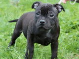Chiot m&acirc;le Staffie noir LOF disponible &agrave; l'achat