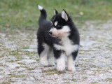 Trois chiots m&acirc;les Huskies noir et blanc &agrave; r&eacute;server