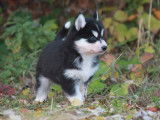 Trois chiots m&acirc;les Huskies noir et blanc &agrave; r&eacute;server