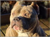 Mâle American Bully disponible pour saillie