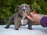 Mâle American Bully disponible pour saillie