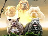 Mâle American Bully disponible pour saillie