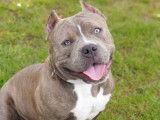 Mâle American Bully disponible pour saillie