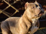 Mâle American Bully disponible pour saillie