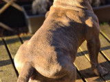 Mâle American Bully disponible pour saillie