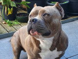 Mâle American Bully disponible pour saillie