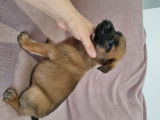 Chiots de race Berger Belge Malinois à vendre (2 femelles & 10 mâles)