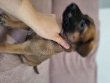 Chiots de race Berger Belge Malinois à vendre (2 femelles & 10 mâles)
