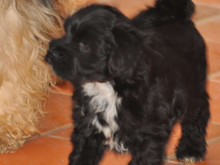 Chiots Terrier Tibétain LOF à vendre
