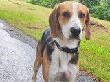 Chien Beagle croisé Border Collie à donner