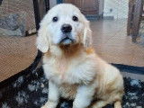 5 chiots Golden Retrievers LOF disponibles à la vente