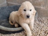 5 chiots Golden Retrievers LOF disponibles à la vente