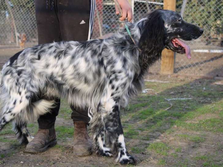 Un chien Setter Anglais noir et blanc de 4 ans LOF à acheter