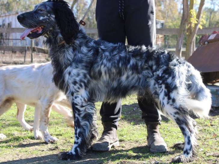 À vendre : un chien Setter Anglais bicolore de 3 ans (LOF)
