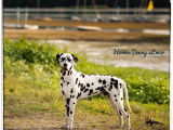 Étalon Dalmatien LOF disponible saillie en pays de la loire (49)