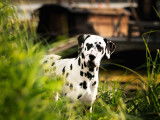 Étalon Dalmatien LOF disponible saillie en pays de la loire (49)