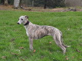 Chienne adulte Whippet de 3 ans LOF à acheter